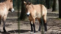 5. 4. 2026 - Kůň Převalského (Equus przewalskii)