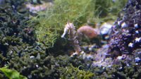 4. 4. 2026 - Podmořský svět - Koníček Barbourův (Hippocampus barbouri)