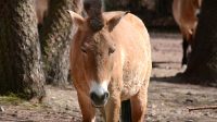 5. 4. 2026 - Kůň Převalského (Equus przewalskii)