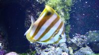 4. 4. 2026 - Podmořský svět - Klipka očkatá (Parachaetodon ocellatus)