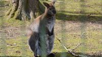 5. 4. 2026 - Klokan rudokrký (Macropus rufogriseus)