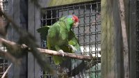 5. 4. 2026 - Amazoňan zelenolící (Amazona viridigenalis)