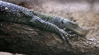 4. 4. 2026 - Varan Salvadoriův (Varanus salvadorii)