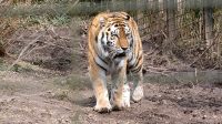 5. 4. 2026 - Tygr ussurijský (Panthera tigris altaica)