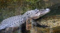 4. 4. 2026 - Aligátor severoamerický (Alligator mississippiensis)