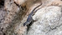 4. 4. 2026 - Leguánek modrý (Sceloporus cyanogenys)