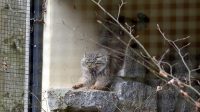 5. 4. 2026 - Manul (Otocolobus manul manul)