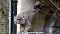5. 4. 2026 - Manul (Otocolobus manul manul)