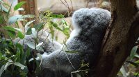 4. 4. 2026 - Koala medvídkovitý (Phascolarctos cinereus)