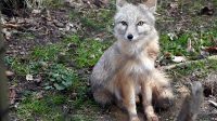 5. 4. 2026 - Korsak (Vulpes corsac)