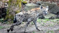 5. 4. 2026 - Hyena skvrnitá (Crocuta crocuta)