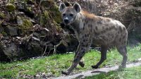 5. 4. 2026 - Hyena skvrnitá (Crocuta crocuta)