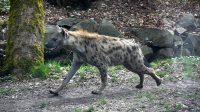 5. 4. 2026 - Hyena skvrnitá (Crocuta crocuta)