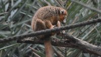 4. 4. 2026 - Lemur korunkatý (Eulemur coronatus)