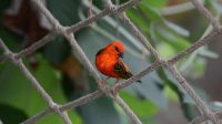 4. 4. 2026 - Tangara nachová (Ramphocelus bresilius)