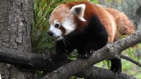 4. 4. 2026 - Panda červená (Ailurus fulgens fulgens)