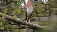 4. 4. 2026 - Kvakoš rezavý (Nycticorax caledonicus manillensis)