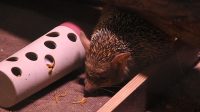 4. 4. 2026 - Ježek ušatý (Hemiechinus auritus)
