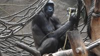 4. 4. 2026 - Gorila nížinná (Gorilla gorilla gorilla)
