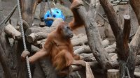 4. 4. 2026 - Orangutan sumaterský (Pongo abelii)
