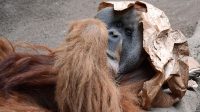 4. 4. 2026 - Orangutan sumaterský (Pongo abelii)