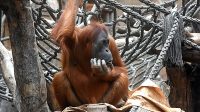 4. 4. 2026 - Orangutan sumaterský (Pongo abelii)