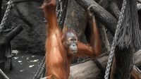 4. 4. 2026 - Orangutan sumaterský (Pongo abelii)