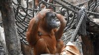 4. 4. 2026 - Orangutan sumaterský (Pongo abelii)