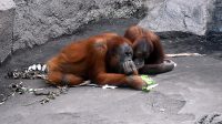 4. 4. 2026 - Orangutan sumaterský (Pongo abelii)