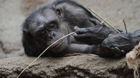 4. 4. 2026 - Šimpanz bonobo (Pan paniscus)