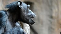 4. 4. 2026 - Šimpanz bonobo (Pan paniscus)