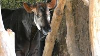 4. 4. 2026 - Okapi (Okapia johnstoni)