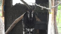 4. 4. 2026 - Okapi (Okapia johnstoni)