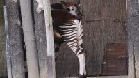 4. 4. 2026 - Okapi (Okapia johnstoni)