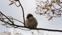 4. 4. 2026 - Vrabec domácí (Passer domesticus)