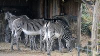 4. 4. 2026 - Zebra Grévyho (Equus grevyi)