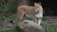 4. 4. 2026 - Lev pustinný (Panthera leo)