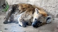 4. 4. 2026 - Hyena skvrnitá (Crocuta crocuta)
