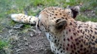 4. 4. 2026 - Gepard štíhlý (Acinonyx jubatus)
