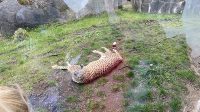4. 4. 2026 - Gepard štíhlý (Acinonyx jubatus)