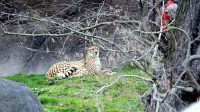 4. 4. 2026 - Gepard štíhlý (Acinonyx jubatus)