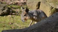 4. 4. 2026 - Mara stepní (Dolichotis patagonum)