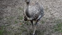 4. 4. 2026 - Nandu Darwinův (Rhea pennata)