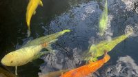 4. 4. 2026 - Kapr obecný domácí-Koi (Cyprinus carpio f. domestica)
