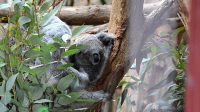 4. 4. 2026 - Koala medvídkovitý (Phascolarctos cinereus)