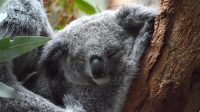4. 4. 2026 - Koala medvídkovitý (Phascolarctos cinereus)